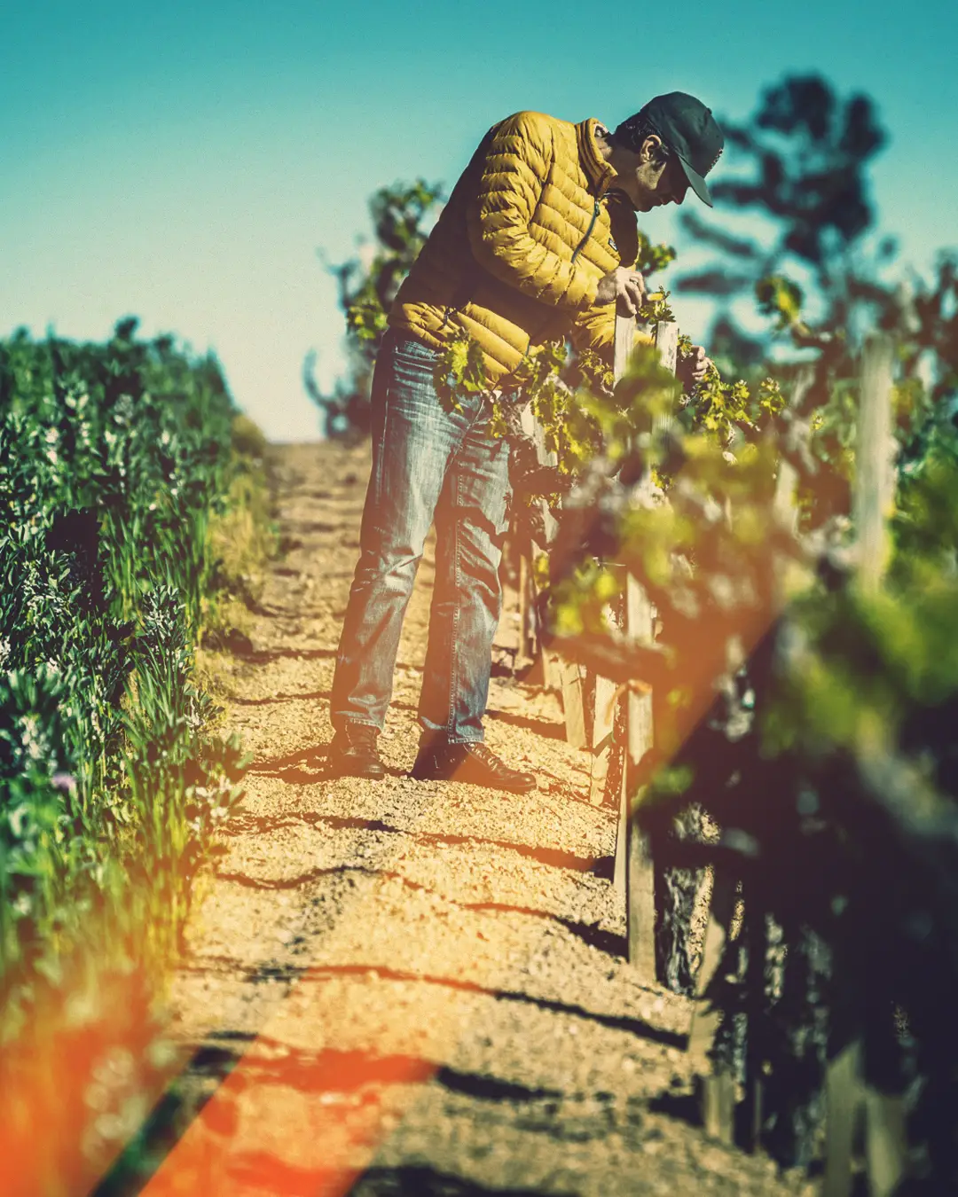 Matt in Fields