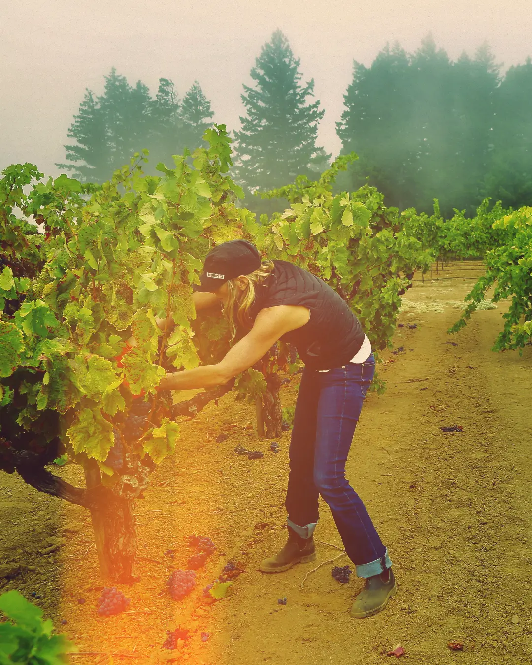 Sarah in field selecting grapes